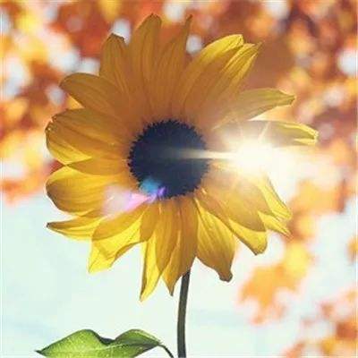 蜀山战神红包版下载
